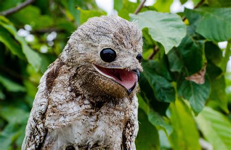 Mar 21, 2022 · They are said to be commonly found in South America, mostly in Columbia. The Great Potoo or the Ghost Bird is a nocturnal bird that looks like an owl but does not belong to the same family. It ... 